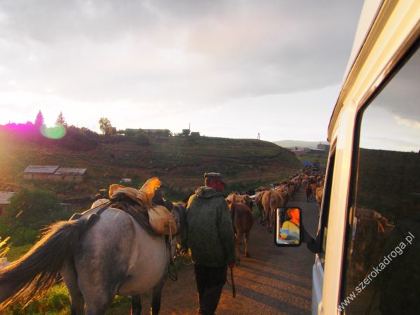 drogi w Armenii, krowy na drodze